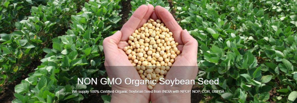 NON GMO organic Soya Seed -